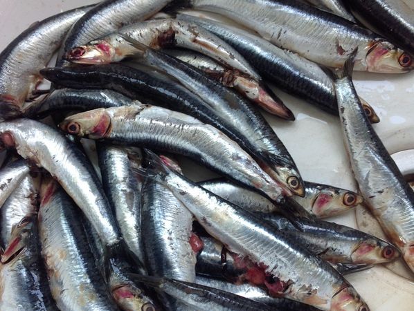 anchois frais marinés à l'huile d'olive apero anchois frais marinés à l'huile d'olive