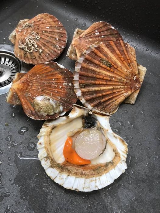 Noix de st Jacques, crémeux de topinambours et noisettes torréfiées recettes Noix de st Jacques, crémeux de topinambours et noisettes torréfiées